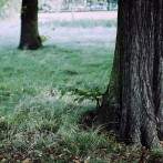 LONDRES – Hyde Park #1