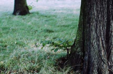 LONDRES – Hyde Park #1
