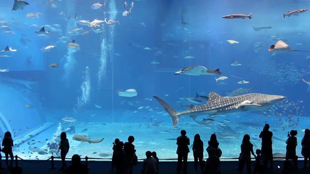 Kuroshio Sea Aquarium by Jon RAWLINSON